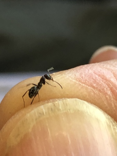 iNaturalist observation photo of Wood, Mound, and Field Ants