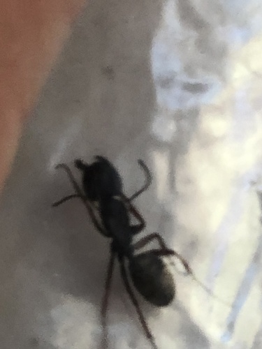 iNaturalist observation photo of Carpenter Ants, Typical Sugar Ants and Allies