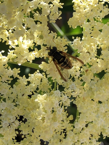iNaturalist observation photo of Meadow Flies