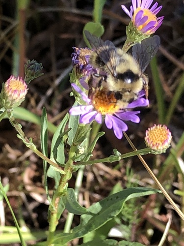 iNaturalist observation photo of Pyrobombus