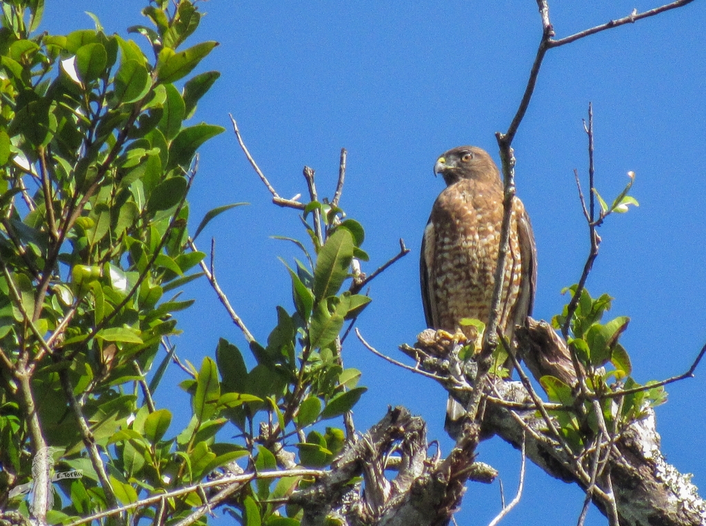 Puerto Rican broad-winged hawk in November 2018 by Eric Torres ...