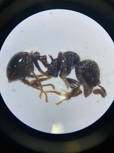 Lachnomyrmex longinoiLachnomyrmex longinoi