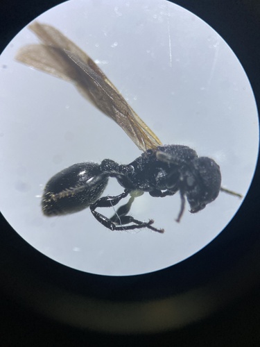 Procryptocerus hylaeusProcryptocerus hylaeus