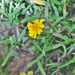Heliomeris longifolia - Photo (c) Jay Keller, όλα τα δικαιώματα διατηρούνται, uploaded by Jay Keller