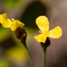 Drummond's Yellow-eyed Grass - Photo (c) arenicola, all rights reserved, uploaded by arenicola