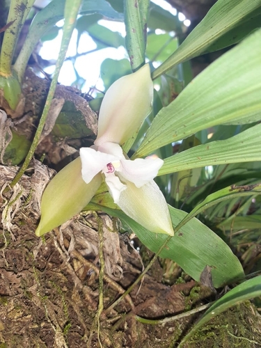 Lycaste bruncana