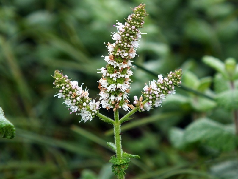 Mentha suaveolens