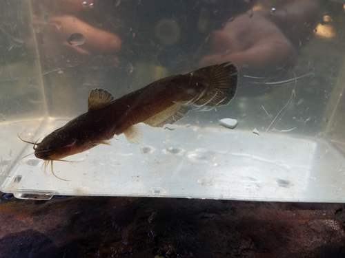 Black Madtom