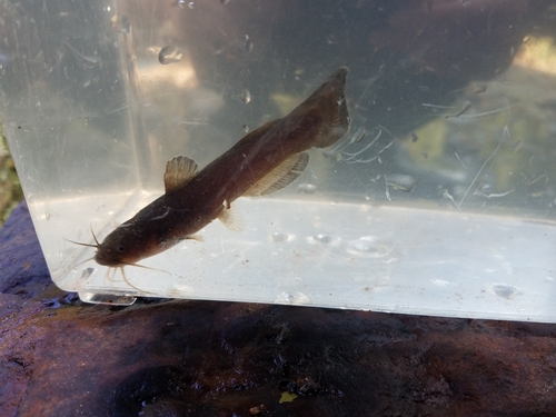 Black Madtom