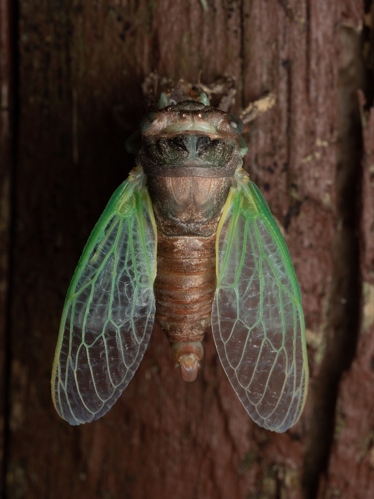 Northern Dog-day Cicada from Wauwatosa, WI, USA on August 13, 2022 at ...