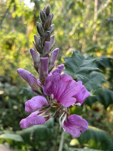 Prickly Bear's Breeches