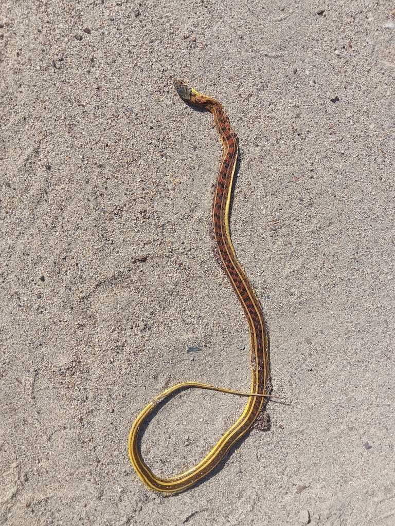 Buff Striped Keelback from Kamalabari Chariali on August 15, 2022 at 02 ...