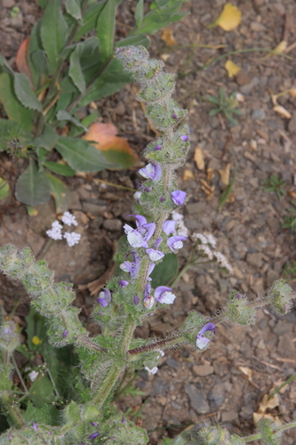Ashen Sage (Salvia poculata)