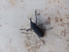 Rhinostomus barbirostris image