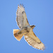 Eastern Red-tailed Hawk - Photo (c) Emma Jones, all rights reserved, uploaded by Emma Jones
