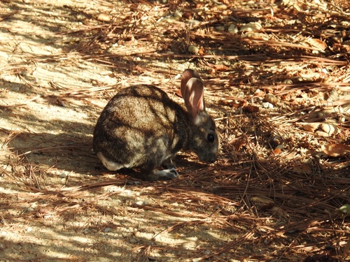 iNaturalist observation photo of Brush Rabbit