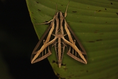 Eumorpha fasciatus image