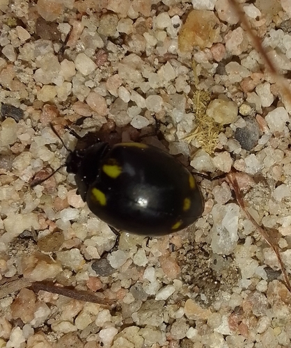 Aegithus bartletti