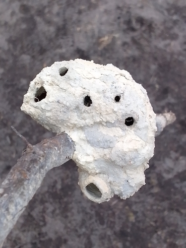 Potter and Mason Wasps