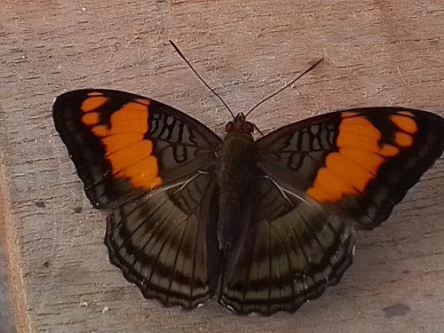 Adelpha mesentina