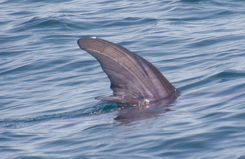 Broadbill Swordfish