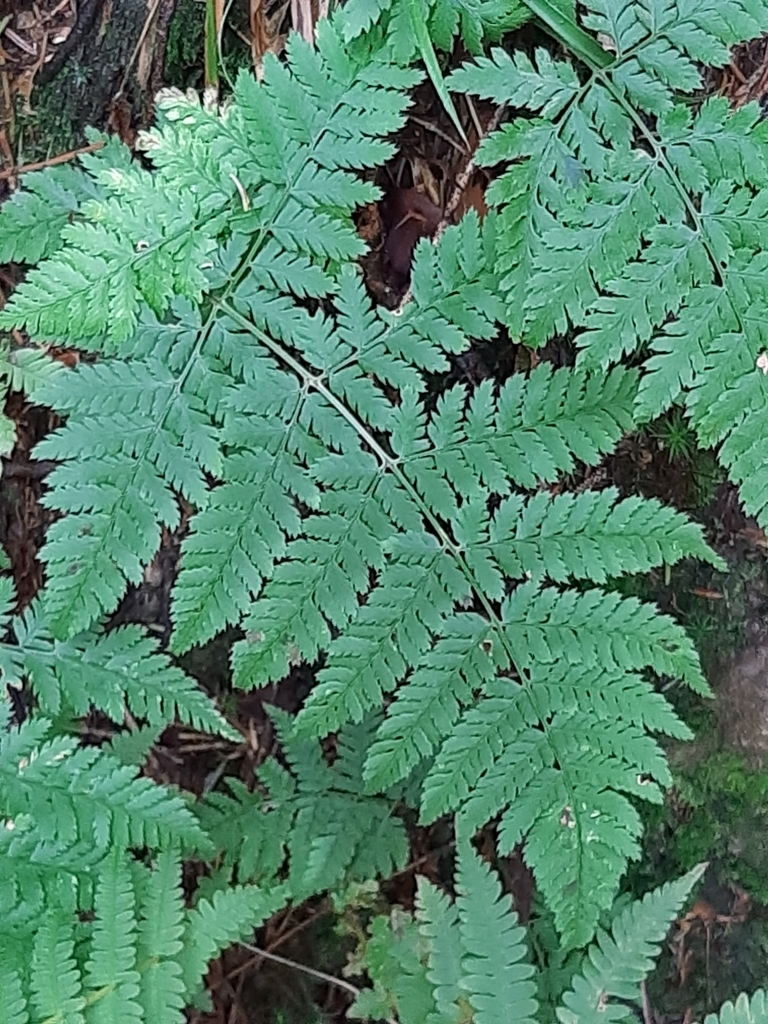 Broad buckler fern