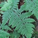 Broad Buckler-Fern - Photo (c) Eugenio Marchesi, all rights reserved, uploaded by Eugenio Marchesi