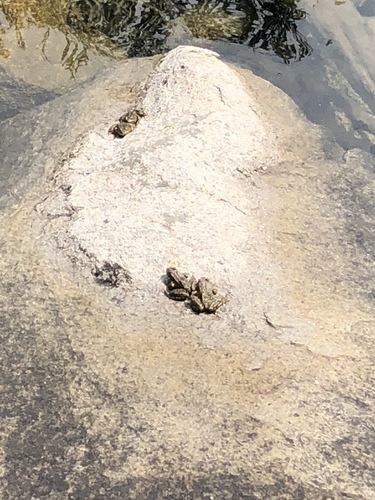 iNaturalist observation photo of Sierra Nevada Yellow-legged Frog