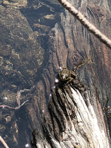 iNaturalist observation photo of Sierra Nevada Yellow-legged Frog