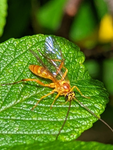 Banchus flavescens