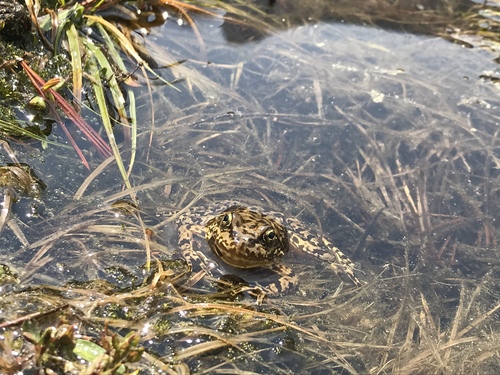 iNaturalist observation photo of Sierra Nevada Yellow-legged Frog