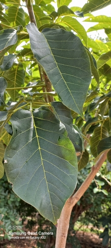 Tabebuia rosea - Whole tree