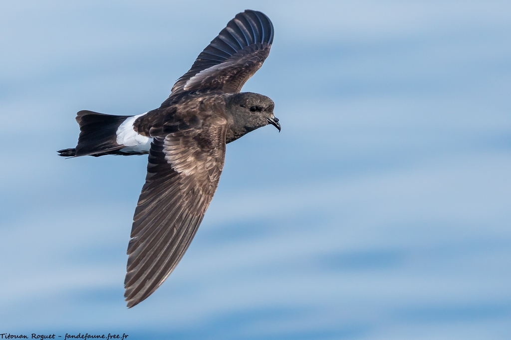Wilson'S Storm-Petrel