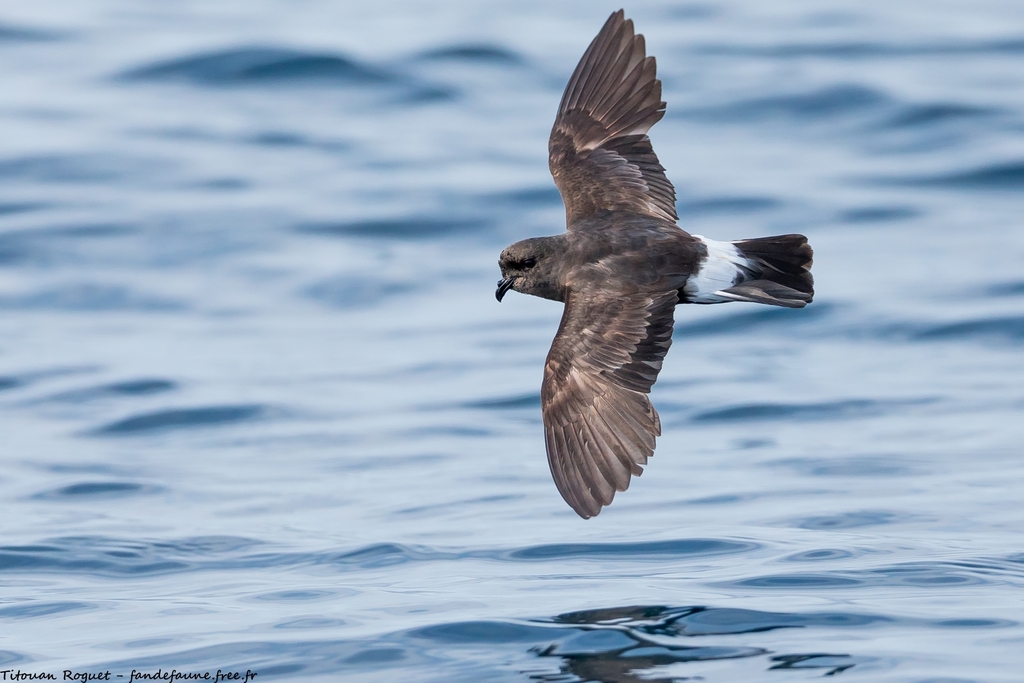 European Storm-Petrel photo