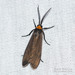 Yellow-collared Scape Moth - Photo (c) Joseph Connors, all rights reserved, uploaded by Joseph Connors