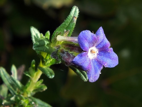 creeping gromwell
