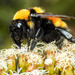 Andean Gardener Bumble Bee - Photo (c) Daniel Vélez, all rights reserved