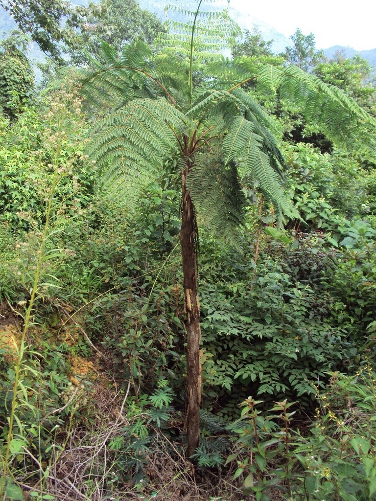 Helecho arborescente