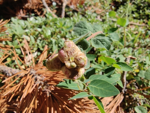 iNaturalist observation photo of Snowberry Sawfly