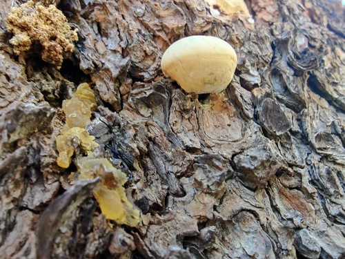 iNaturalist observation photo of Veiled Polypore