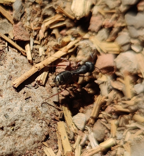 iNaturalist observation photo of Western Black Carpenter Ant