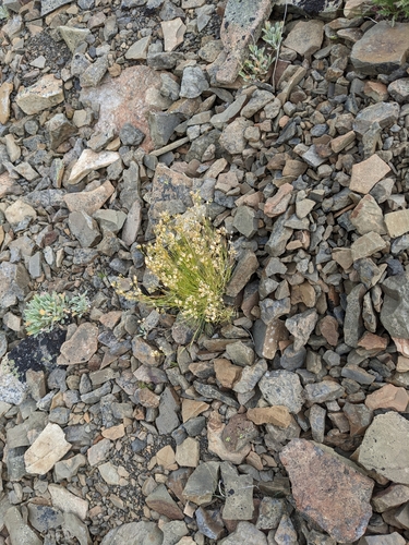 Eremogone capillaris var. capillaris