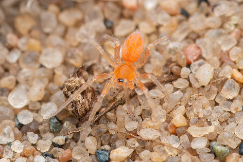 hidden house spider