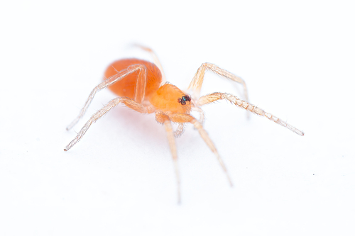 hidden house spider