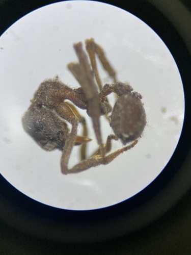 Apterostigma calvertiApterostigma calverti