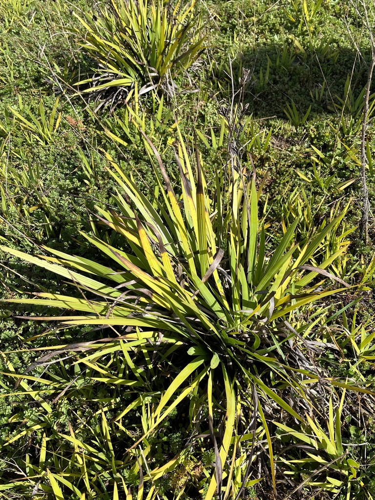 Blue cornlily from Waihi, New Zealand on August 08, 2022 at 1054 AM