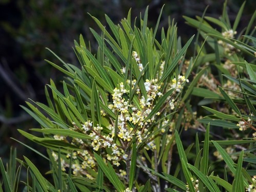 How to identify Phillyrea angustifolia L.