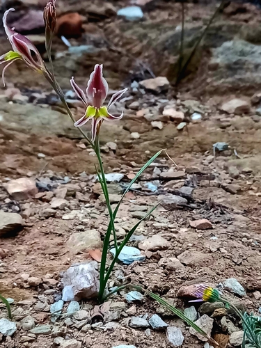 Gladiolus permeabilis