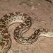 Sonoran Gopher Snake - Photo (c) Damien, all rights reserved, uploaded by Damien