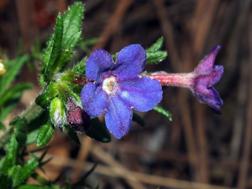 creeping gromwell